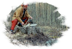 Highest Quality Lumber